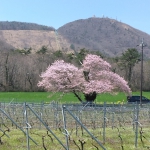 IMG_20240407_131335 - コピー.jpg